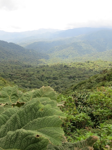 Monteverde