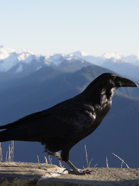 Olympic National Park (Seattle)